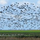 Seeadler – Aufmischung ja, menschliche Störung nein.