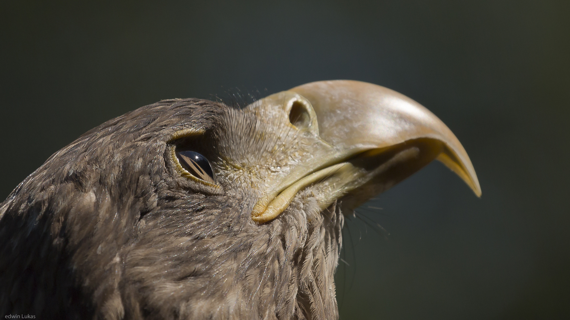 Seeadler - Auge