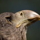 Seeadler - Auge