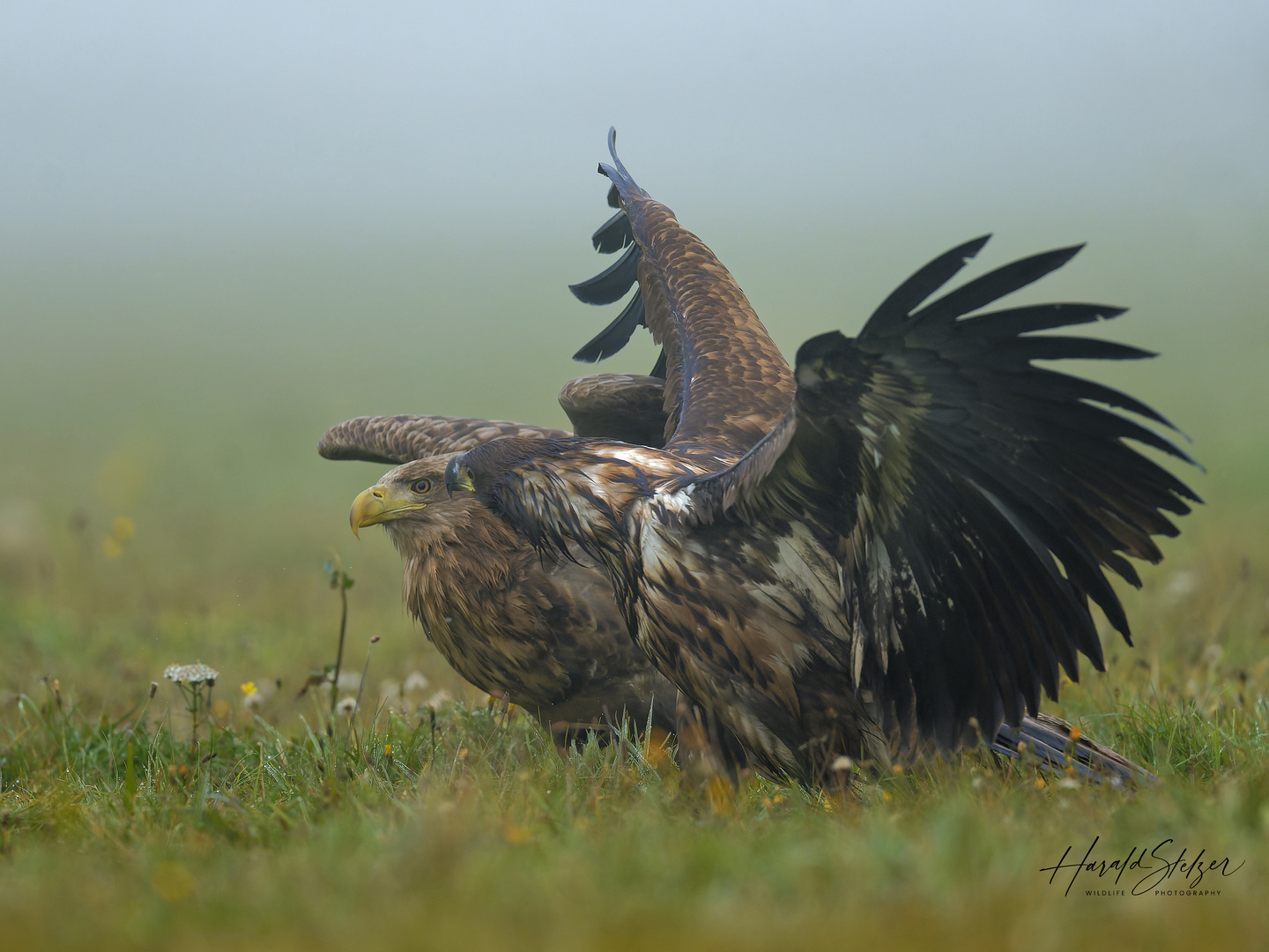 Seeadler aus Litauen 