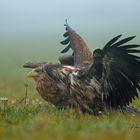 Seeadler aus Litauen 