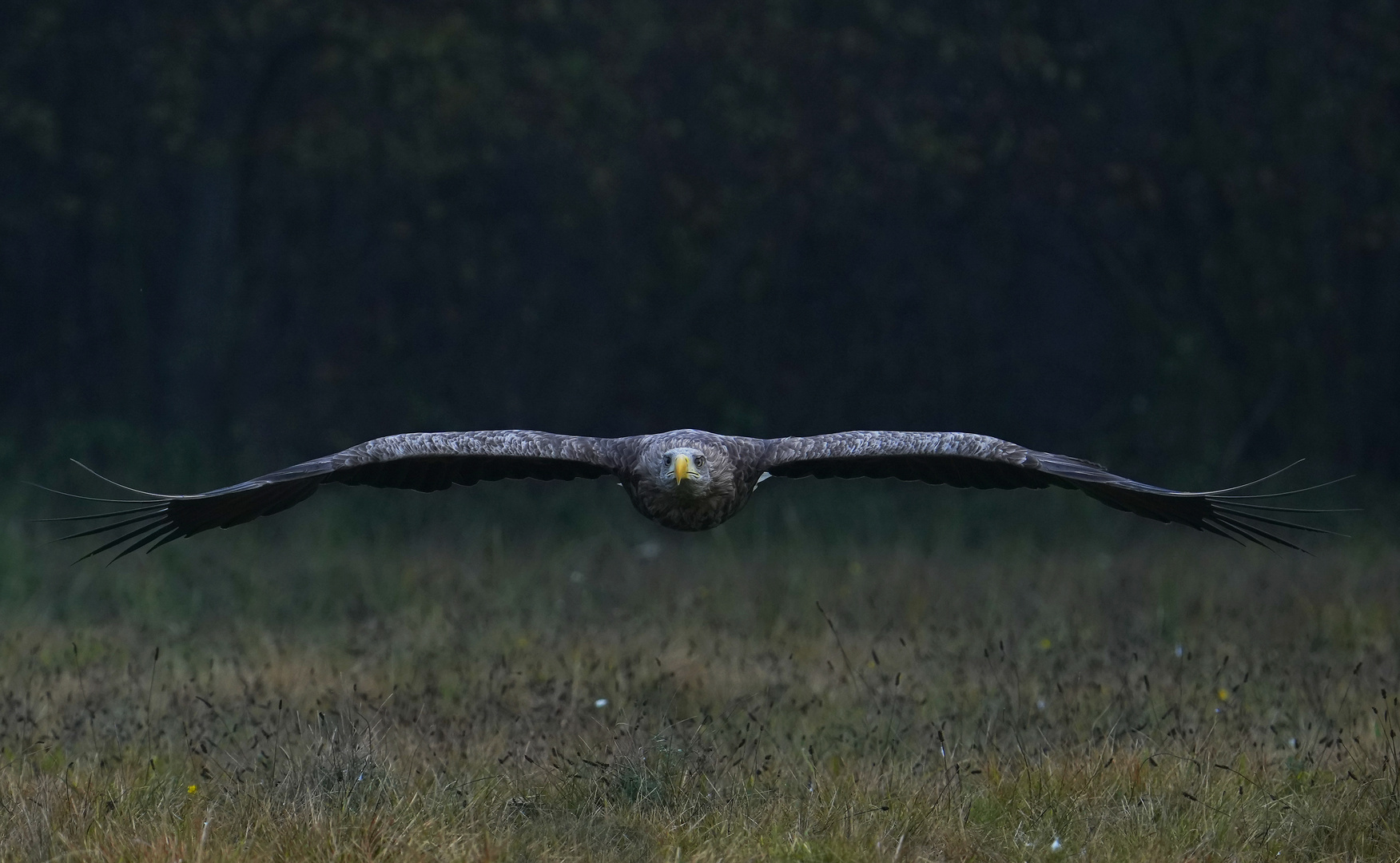 Seeadler aus Polen