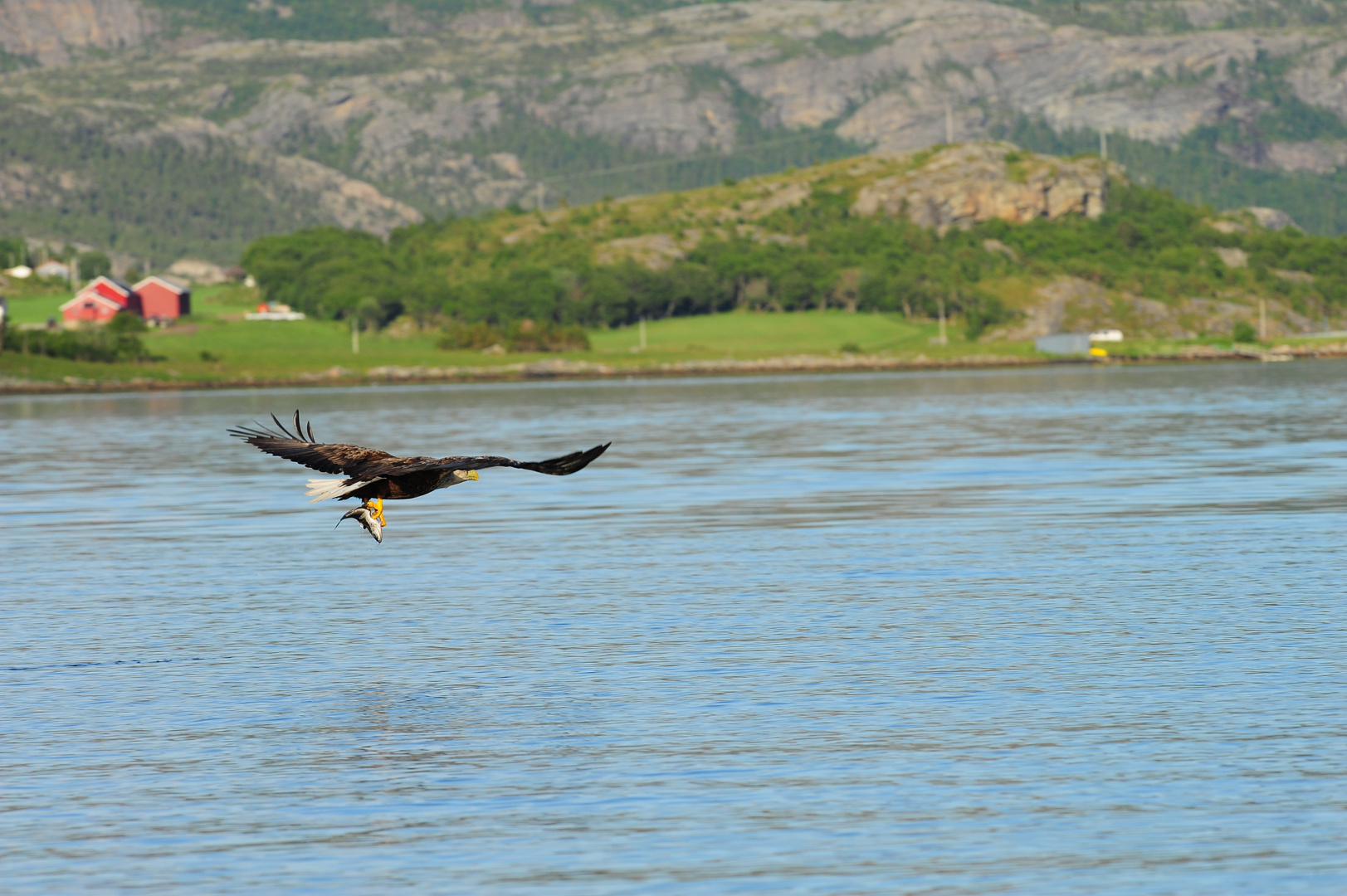 Seeadler , B0001507