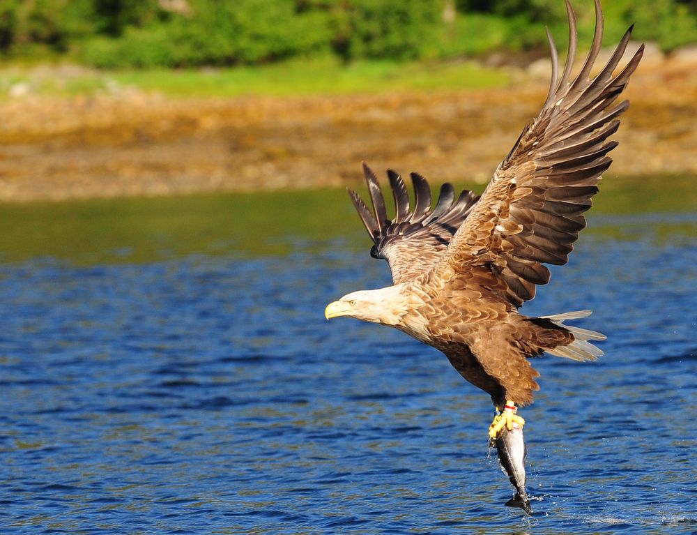  Seeadler,    B0004435_