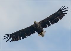 Seeadler