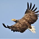 Seeadler