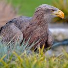 Seeadler