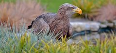 Seeadler