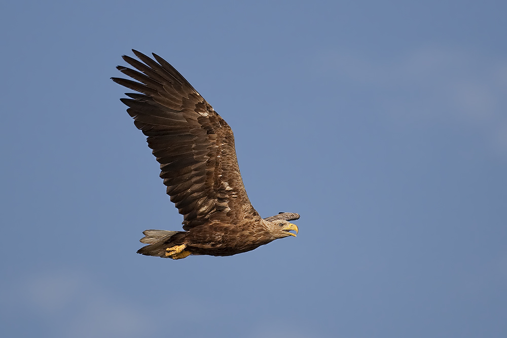 Seeadler