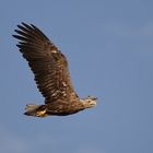 Seeadler