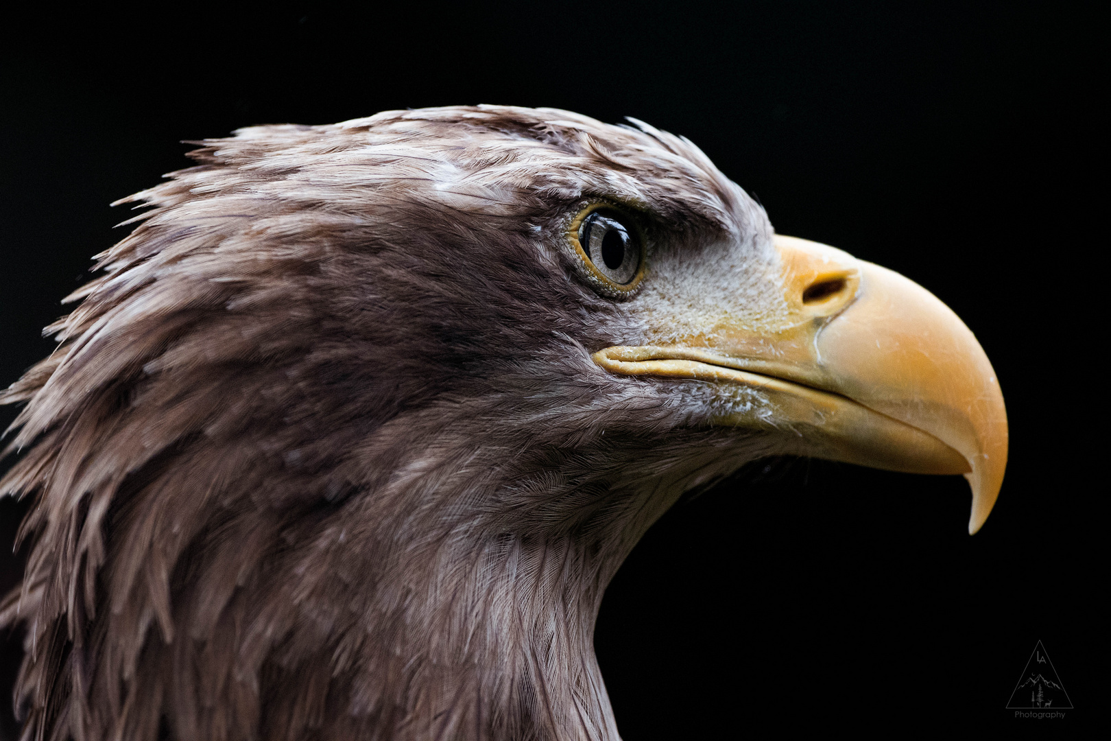 Seeadler