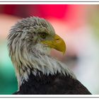 Seeadler