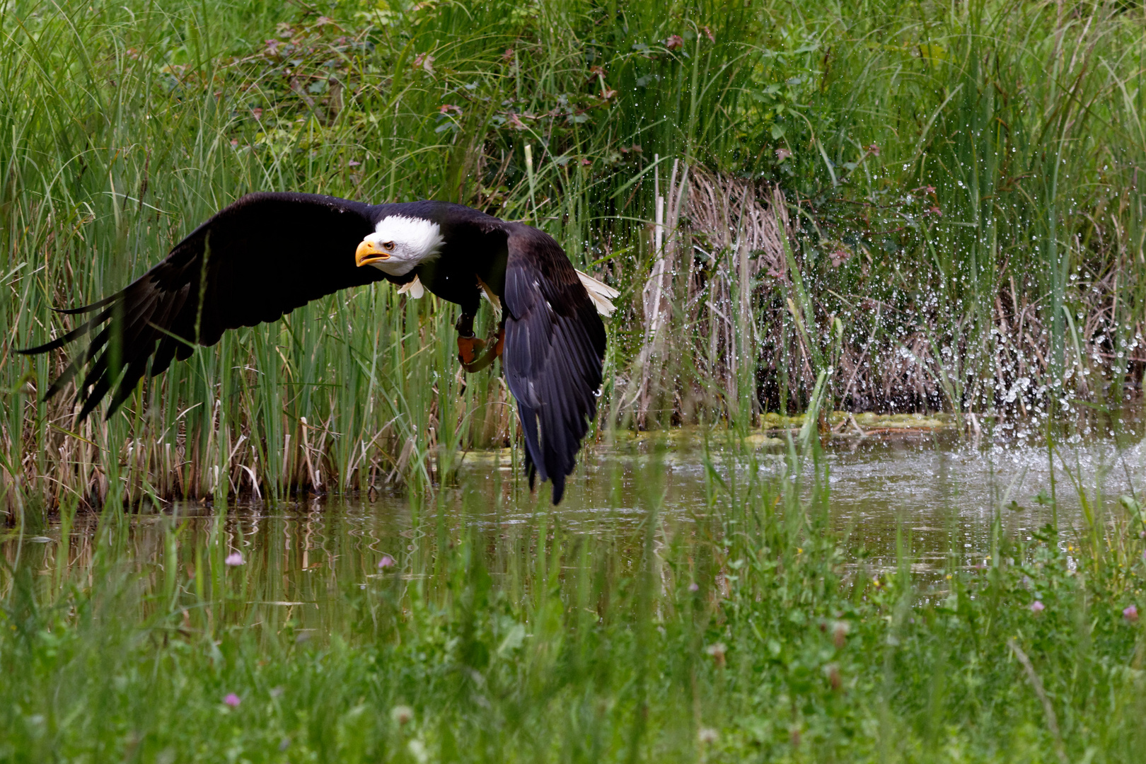 Seeadler