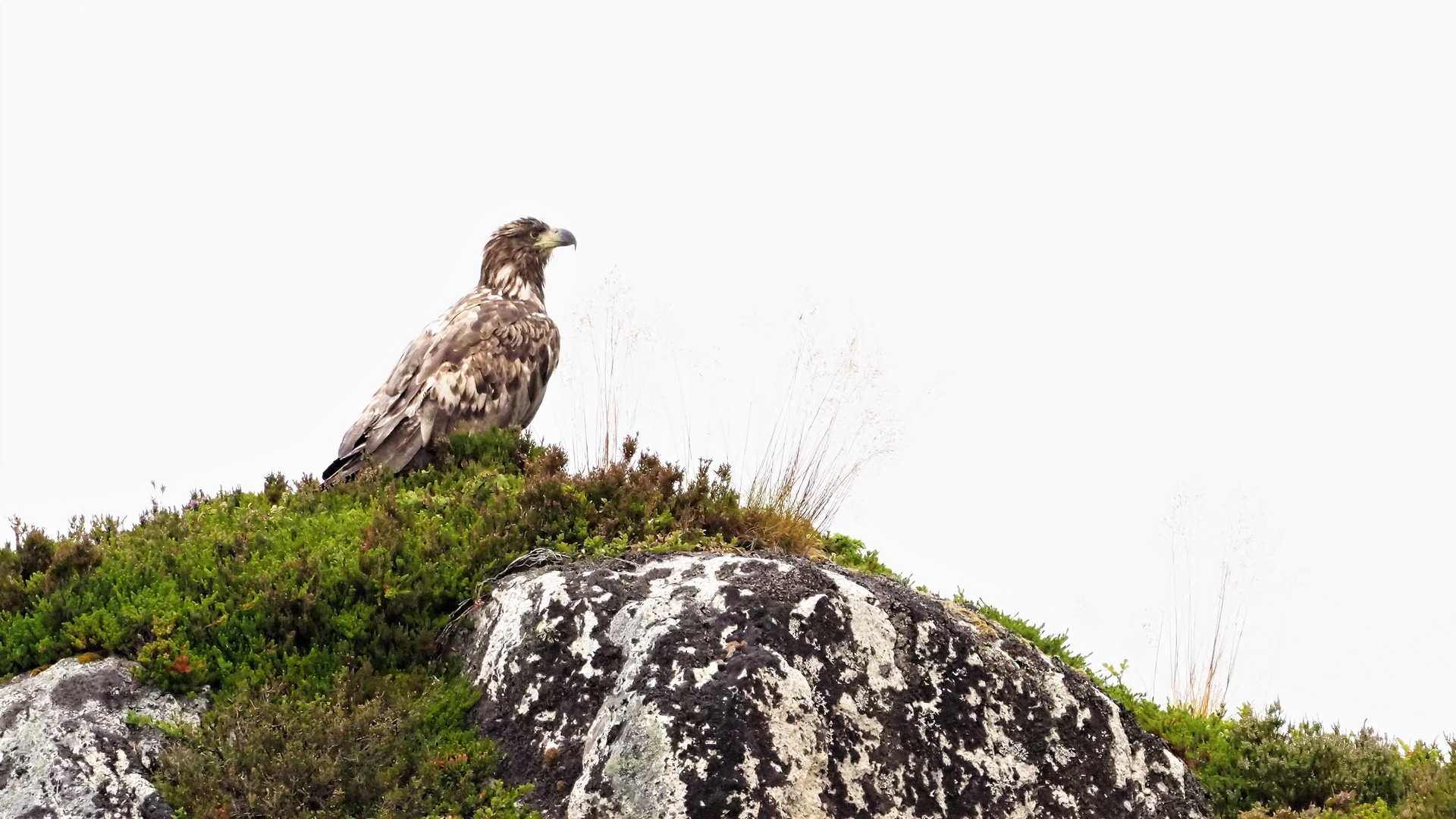 Seeadler