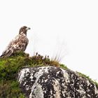 Seeadler