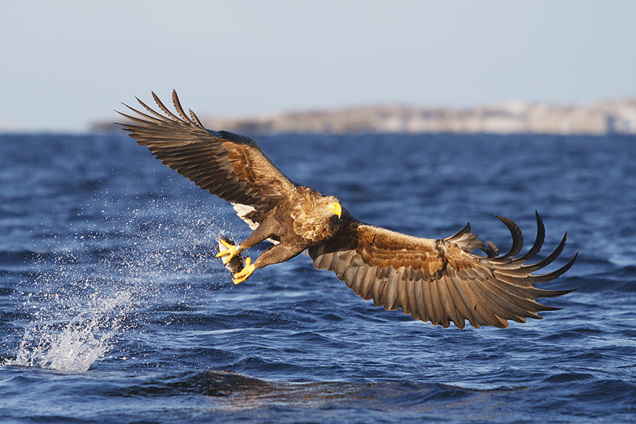 Seeadler