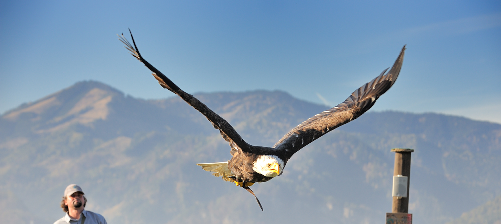 Seeadler