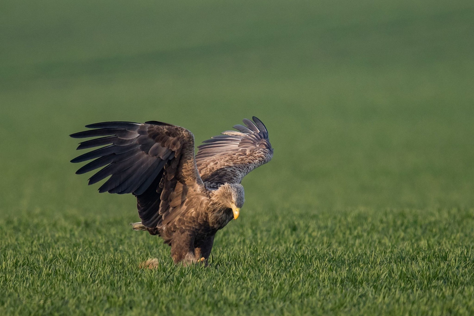 Seeadler