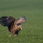 Seeadler