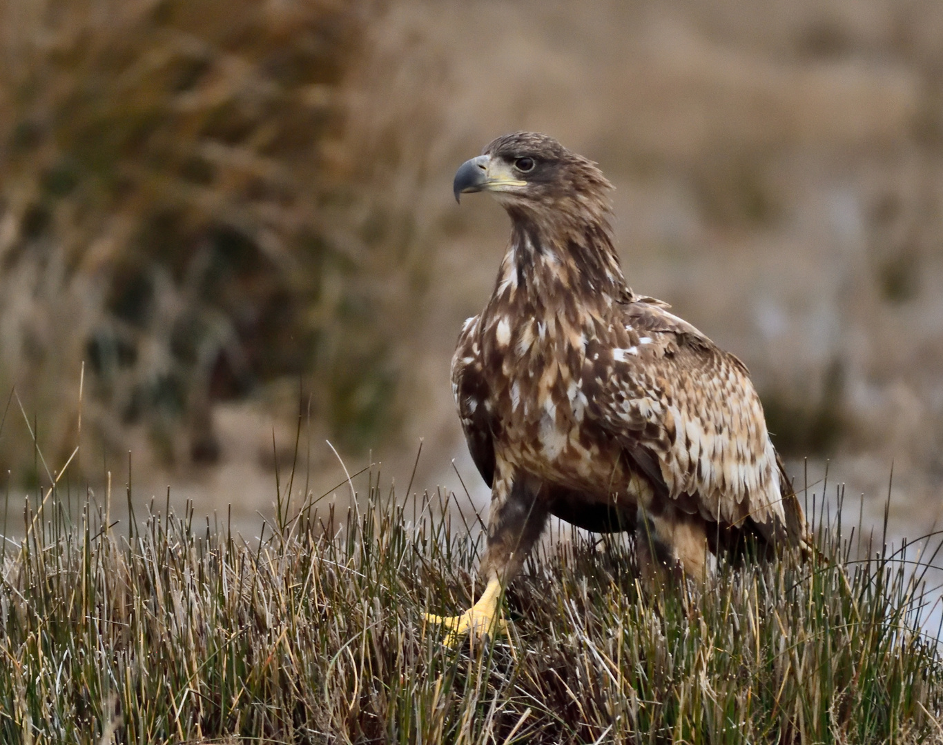 Seeadler