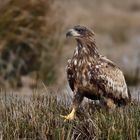 Seeadler