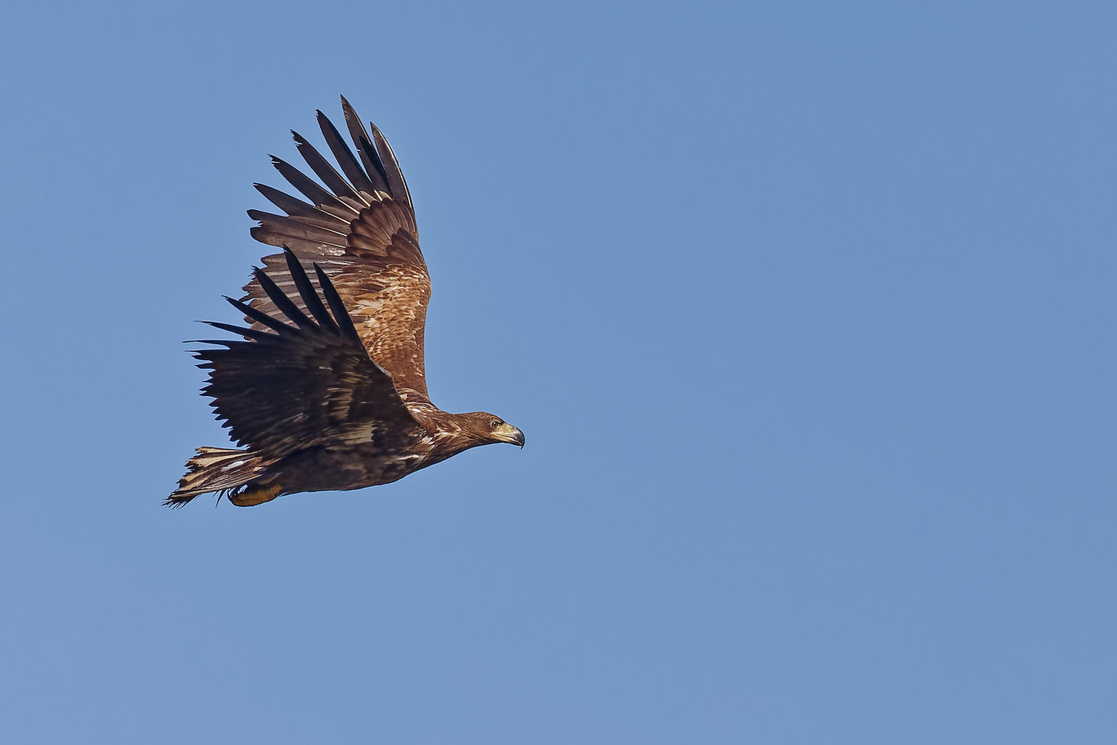 Seeadler