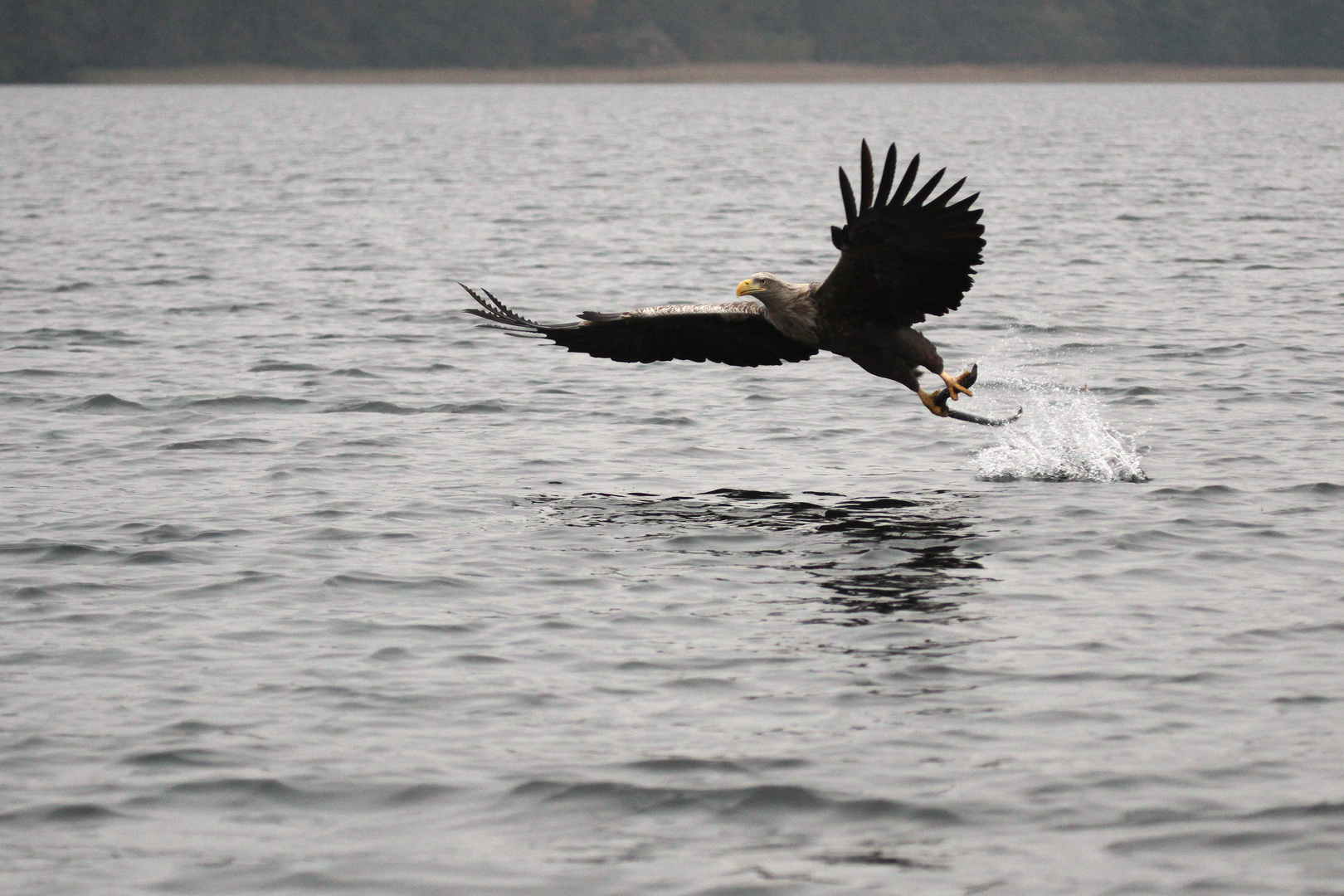 Seeadler