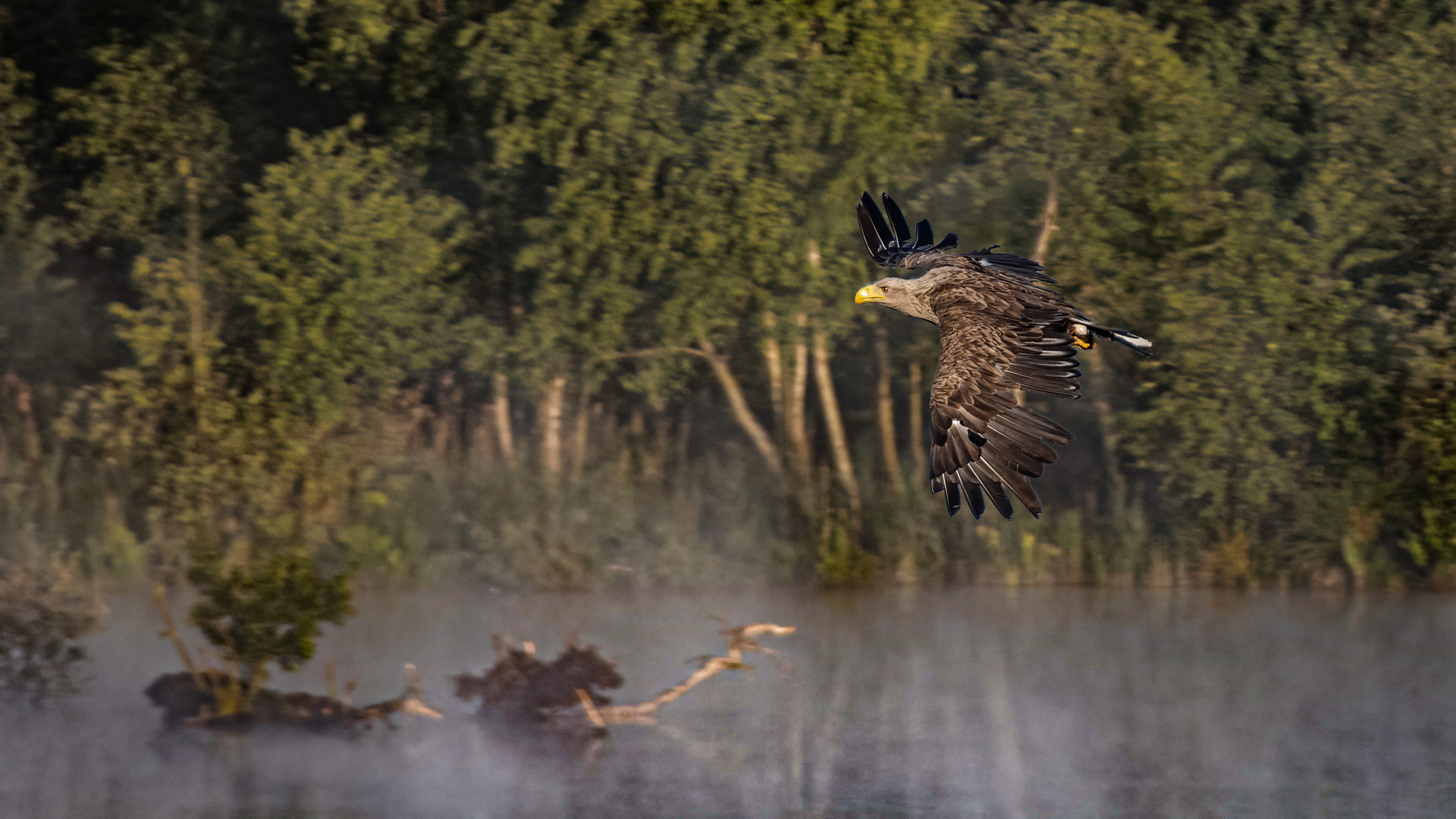 Seeadler 