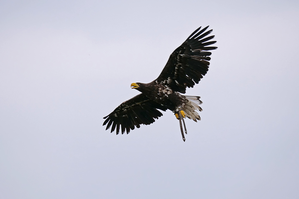 SEEADLER