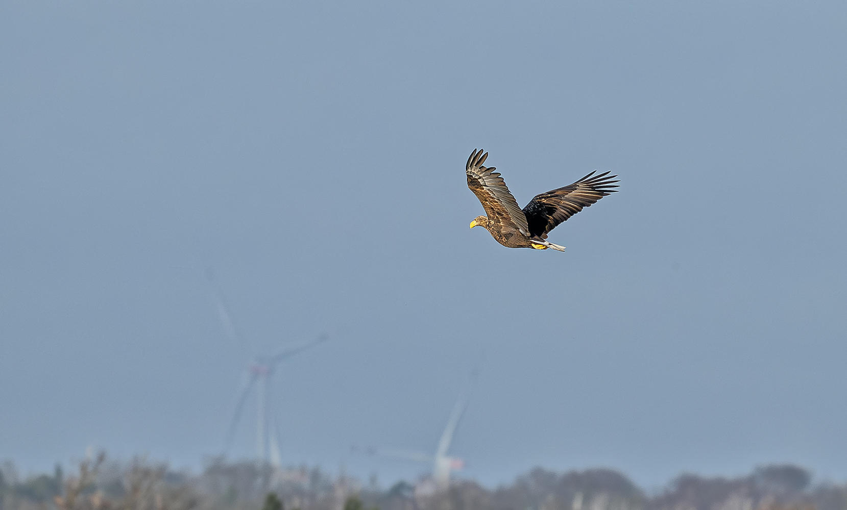 Seeadler 