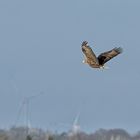 Seeadler 