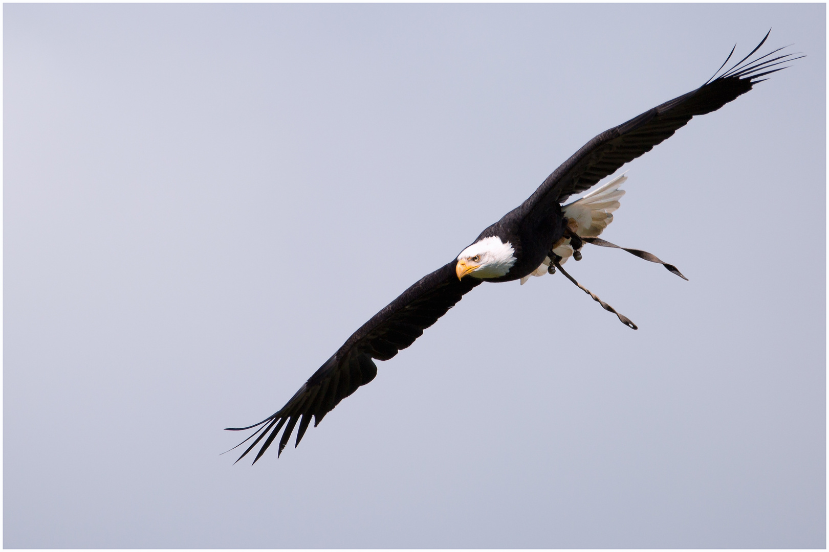 Seeadler