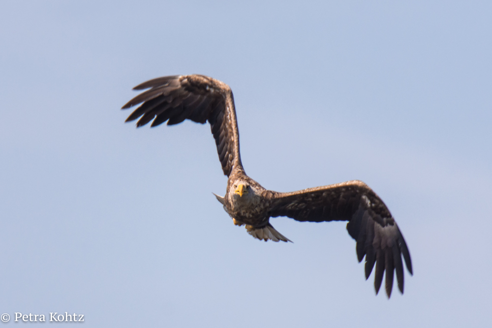 Seeadler 