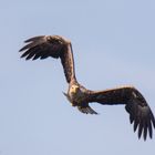 Seeadler 