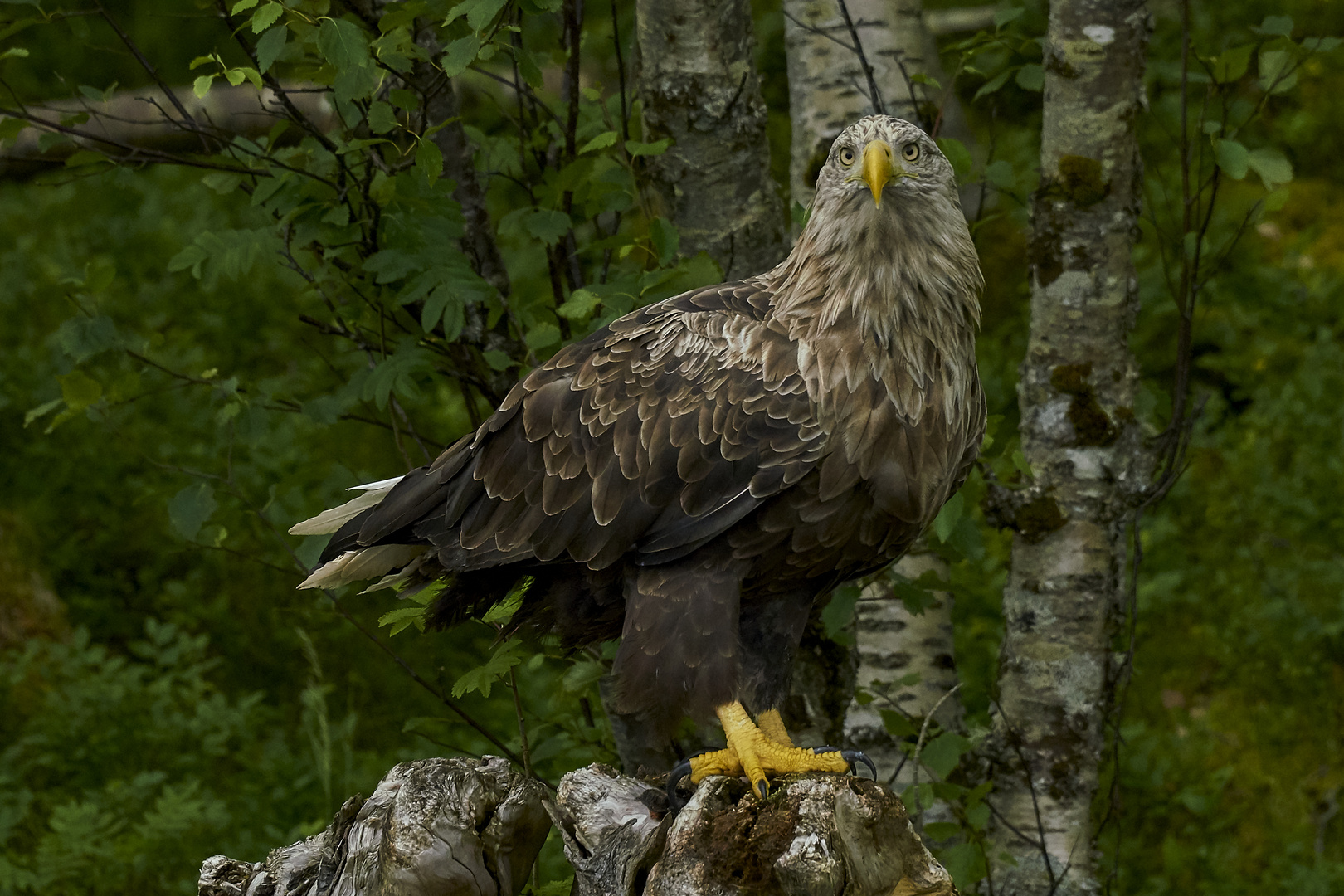 Seeadler .....