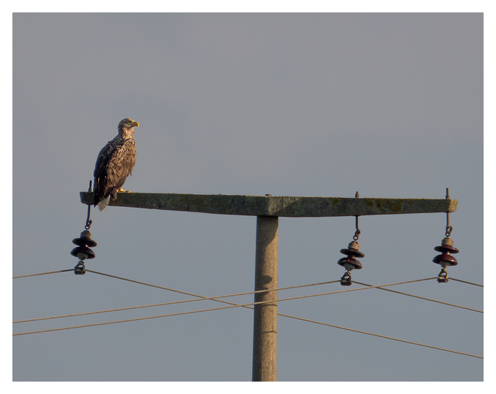 Seeadler