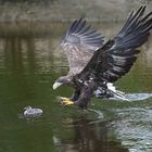 Seeadler