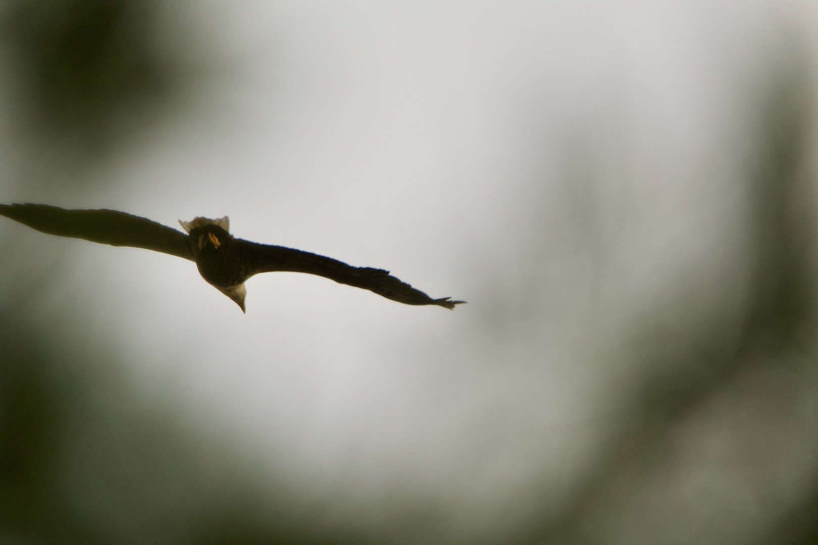 Seeadler