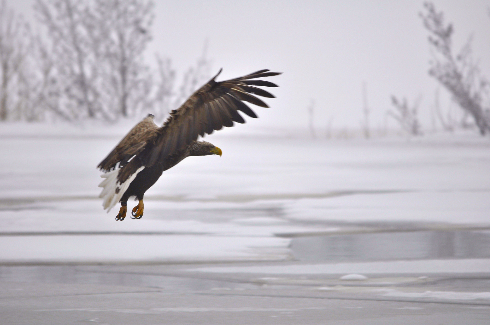 Seeadler