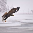 Seeadler