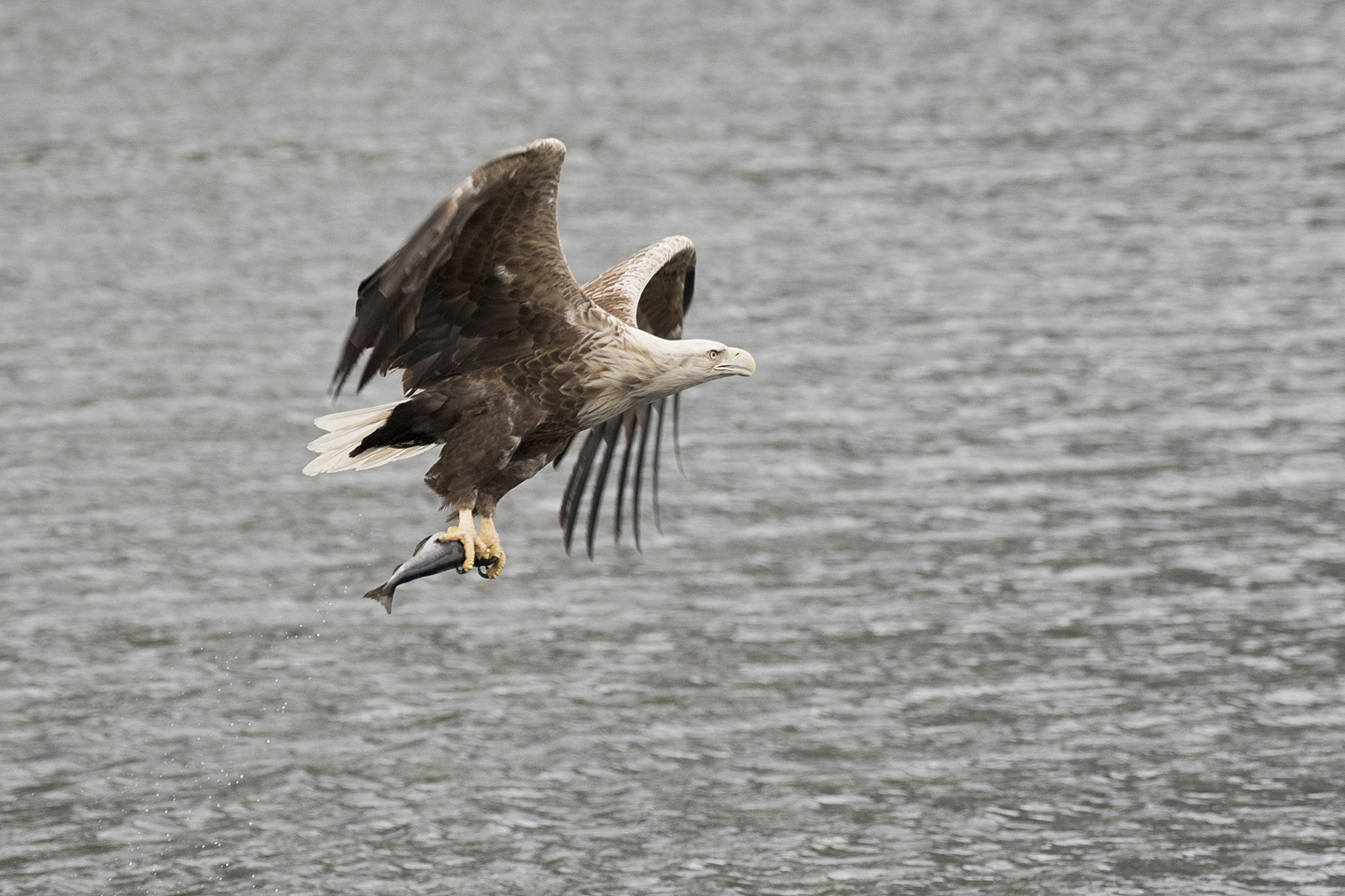 Seeadler