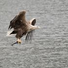 Seeadler