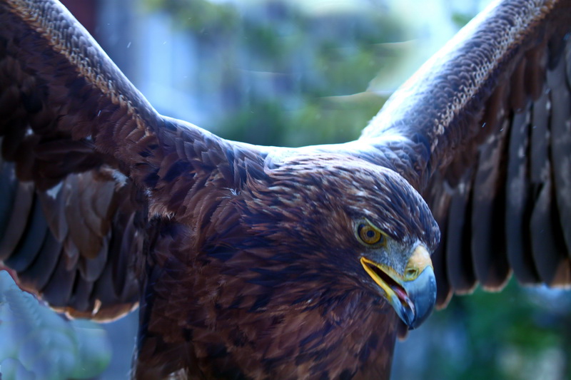 Seeadler