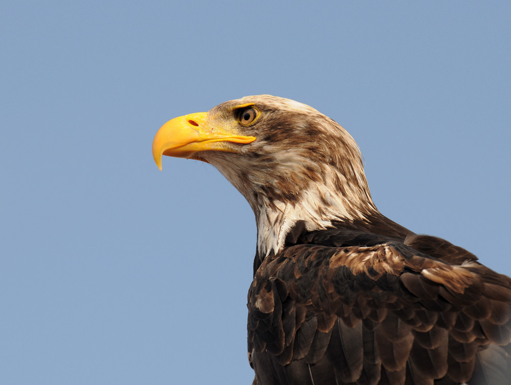 Seeadler