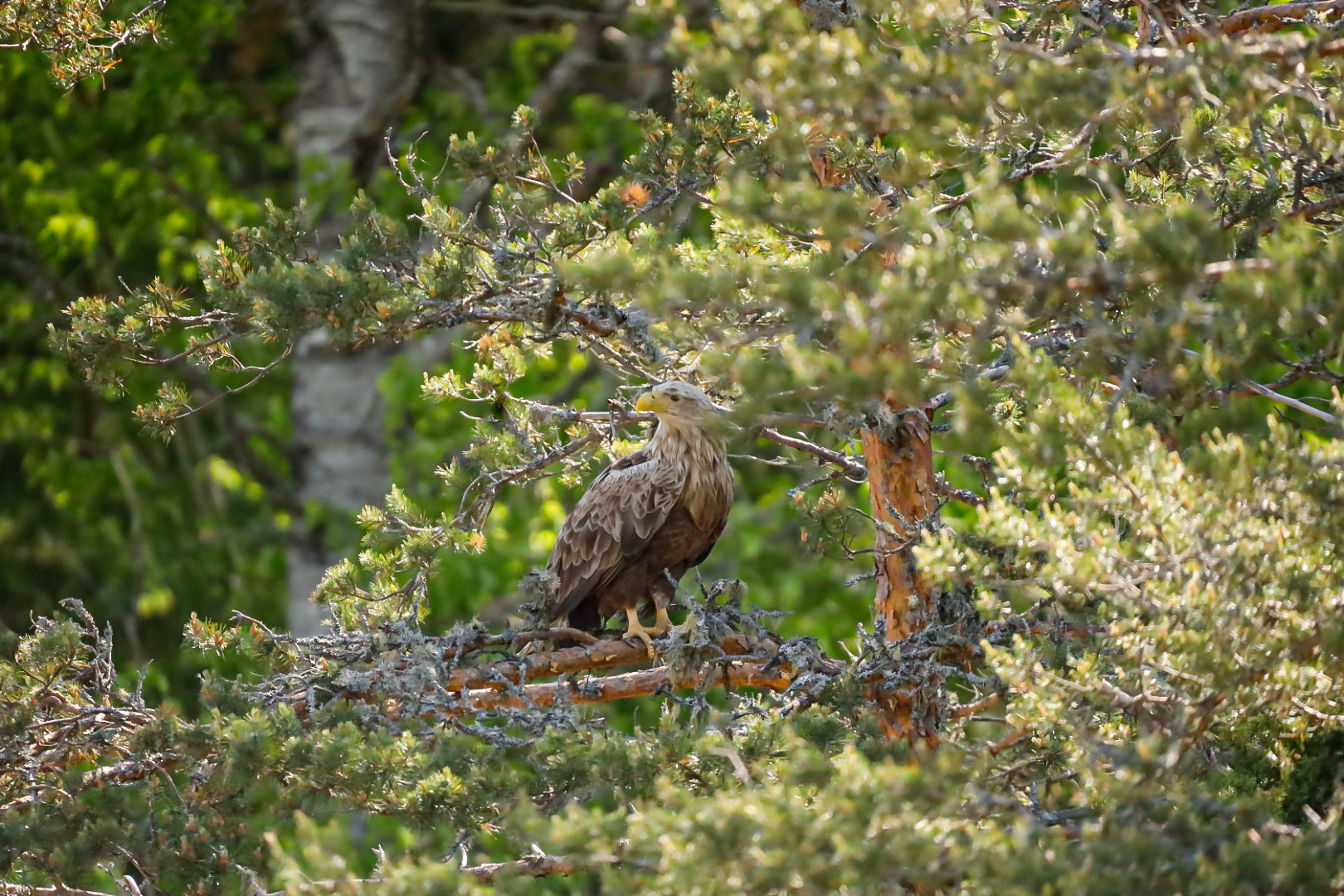 Seeadler 