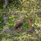 Seeadler 