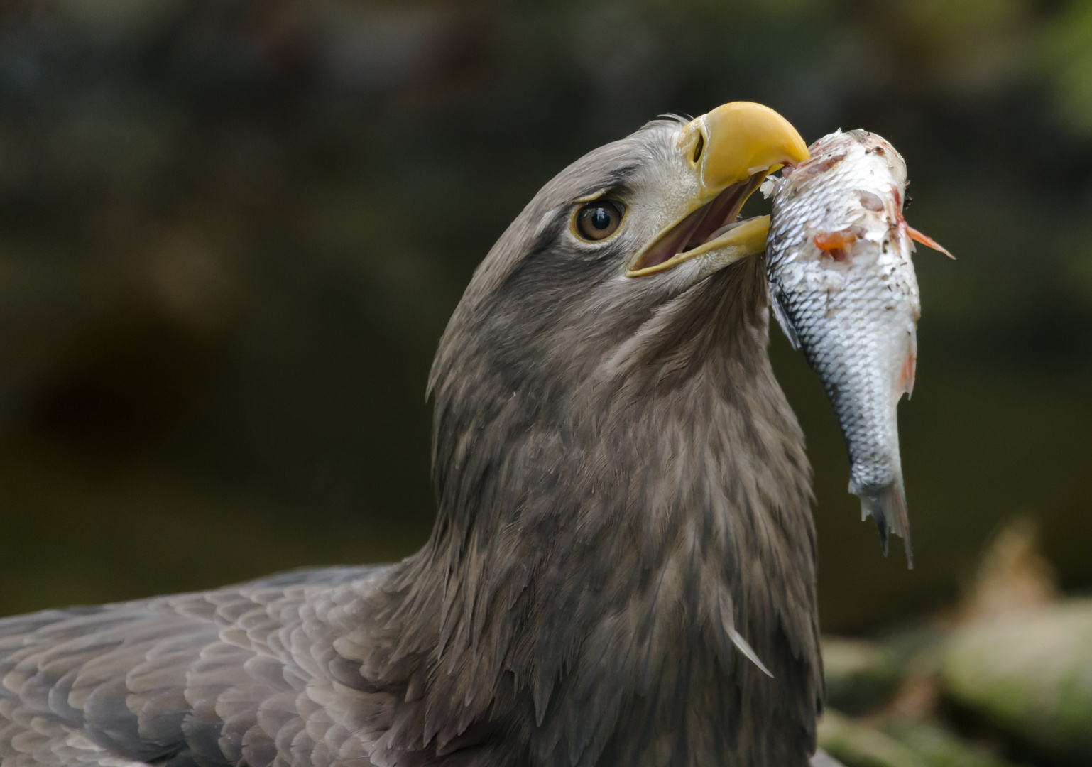 Seeadler .....