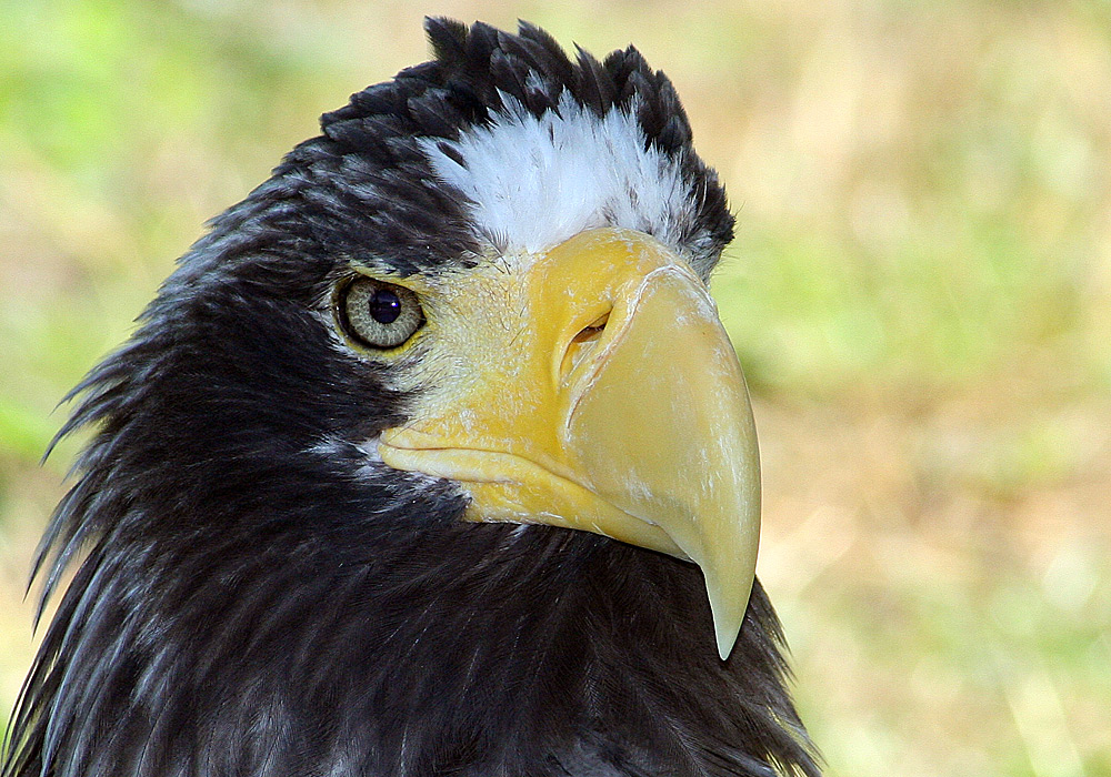 Seeadler