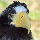 Seeadler