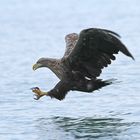 Seeadler